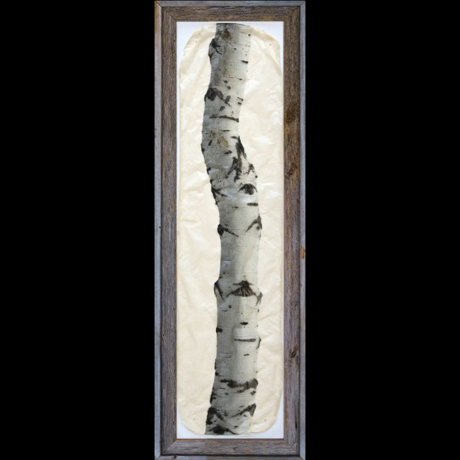 Aspen tree on gampi paper in recycled barnwood frame by artist Pete Zaluzec
