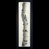 Aspen tree on gampi paper in recycled black frame by artist Pete Zaluzec