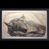 Snooze sleeping wolf wildlife photo gampi print by artist Pete Zaluzec in black frame