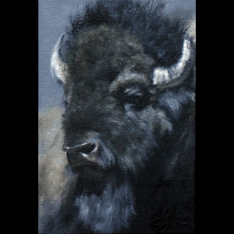 Bison Study (dark)