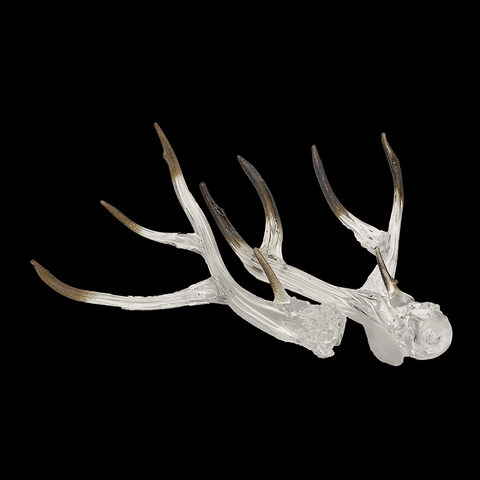 Antler Set-Clear with Metallic Tips