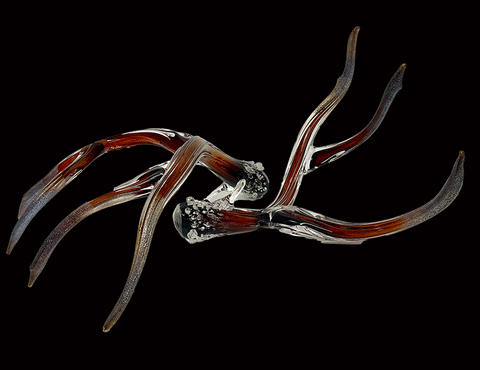 Antler Set Medium Amber with Metallic Tips