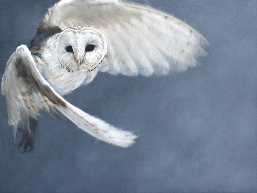 Silence-In-Air-doyle-hostetler-wildlife-owl