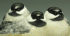 Wild-Chicks-bronze-scupture-Jeremy-Bradshaw