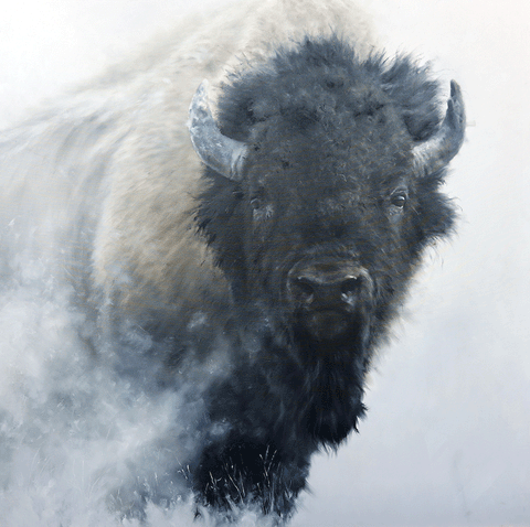 Bison Attitude