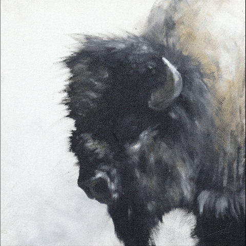 Bison Study II