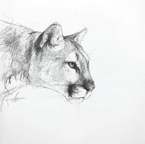 Cougar Study II