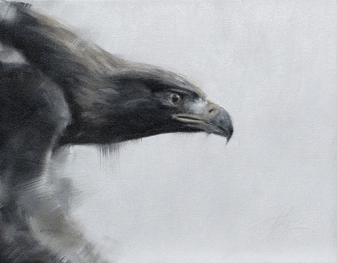 Golden Eagle Study