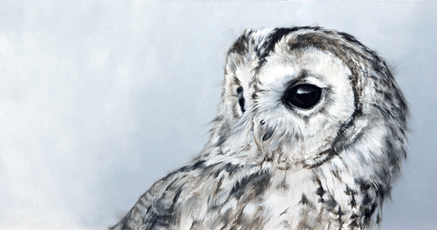 Tawney Owl Portrait