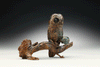 bronze owl sculpture by Colorado artist Alex Alvis