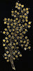 Aspen Black
