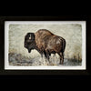 Bison photo printed on gampi in black frame created by artist Pete Zaluzec