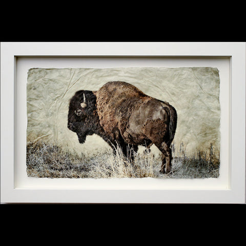 Bison