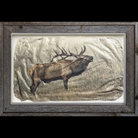 Bugling Elk