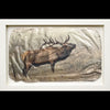 Bugling elk wildlife gampi photo print by artist Pete Zaluzec in white frame