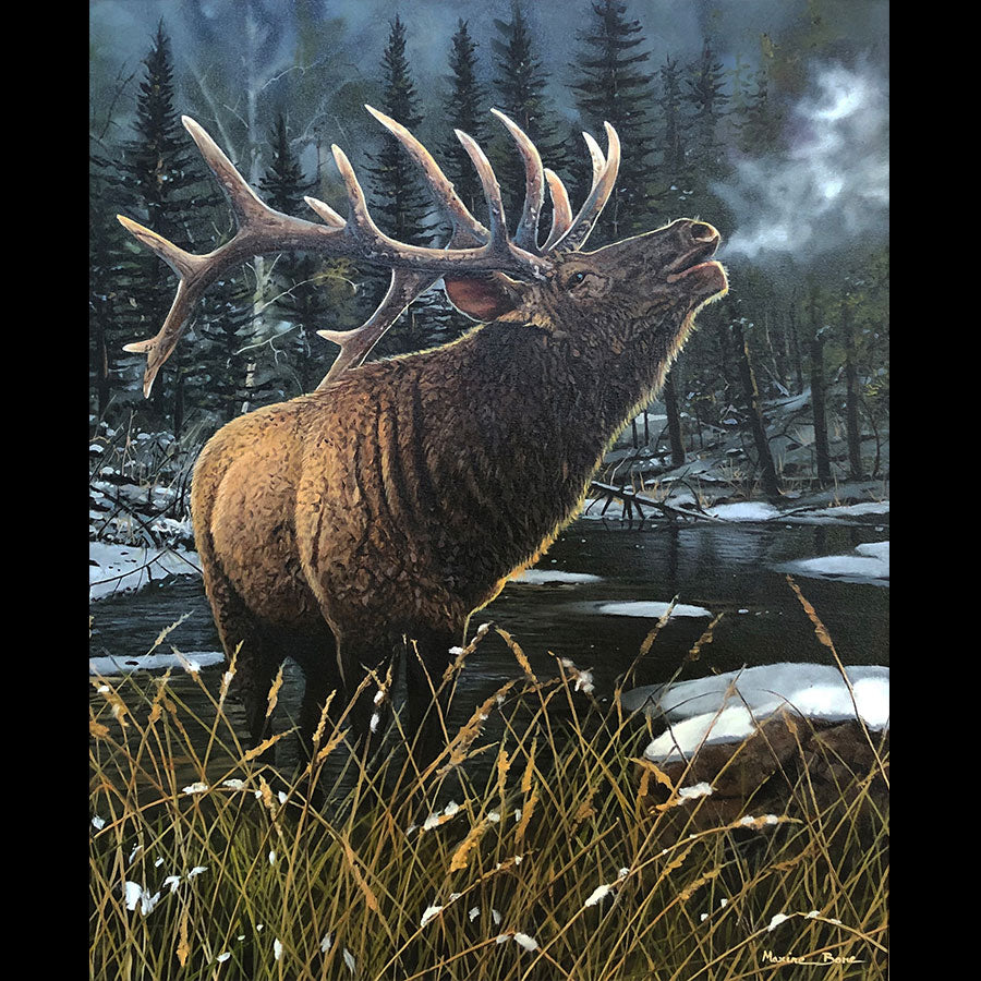 Call Of The Wild original oil on canvas wildlife elk painting by Colorado Springs artist Maxine Bone