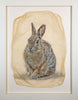 Cottontail gampi print in barnwood frame by Pete Zaluzec