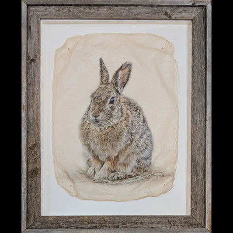 Cottontail