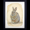 Cottontail gampi print in barnwood frame by Pete Zaluzec