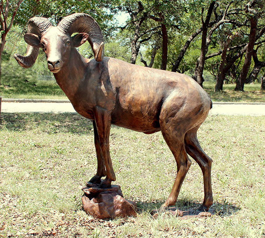 Desert Bighorn Ram life-size bronze sculpture by artist Scy Caroselli 
