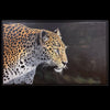 Game Face jaguar cheetah painting African wildlife painting by Colorado artist Maxine Bone - front