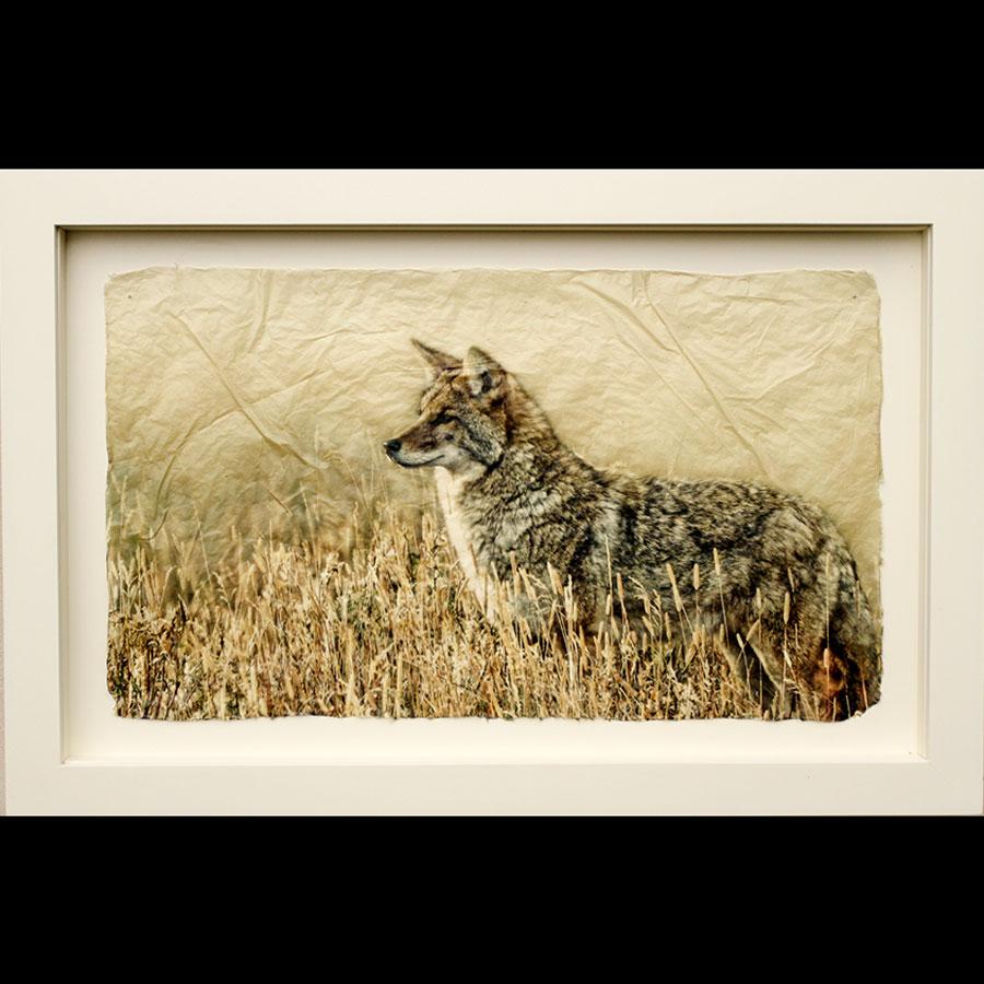 God's Dog photo printed on gampi in white frame created by artist Pete Zaluzec