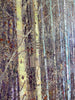 Close Up Detailed image of october stand oil painting by artist Robert Moore