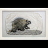 Porcupine gampi in white frame artist Pete Zaluzec