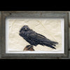 Raven gampi print in barnwood frame by Pete Zaluzec