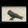 Raven gampi print in black frame by Pete Zaluzec