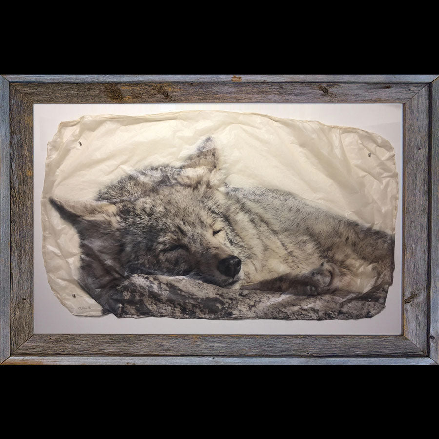 Snooze sleeping wolf wildlife photo gampi print by artist Pete Zaluzec in barnwood frame