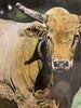 sunday bronze cow painting by artist nathan benentt