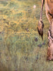 sunday cattle patina on bronze painting artist nathan bennett