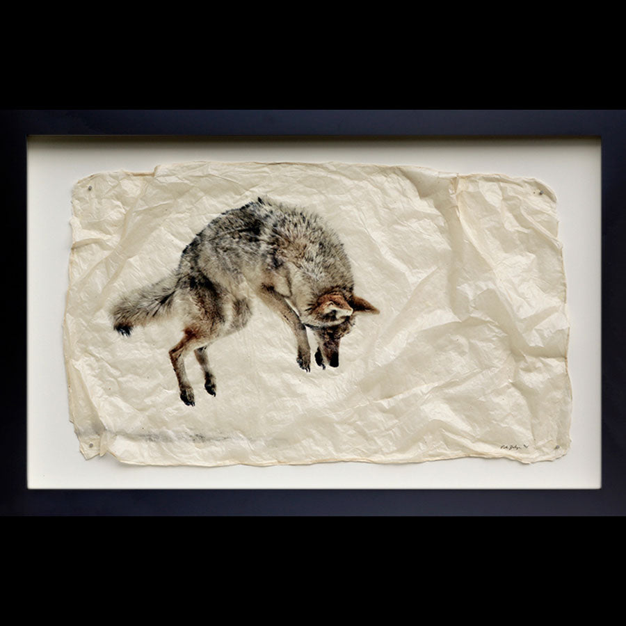 The pounce a coyote jumping into the snow gampi wildlife print by artist Pete Zaluzec on black frame