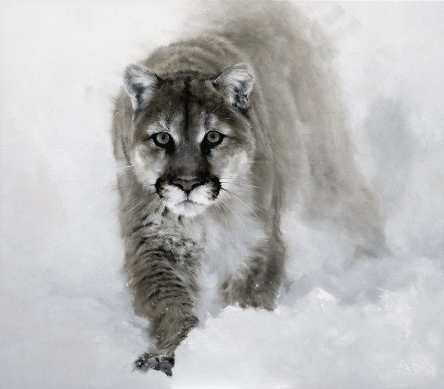 WINTERS-APPROACH_doyle-hostetler-wildlife-mountain-lion