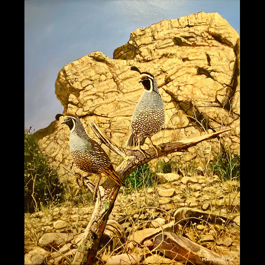 California Quail wildlife painting by Colorado artist Maxine Bone