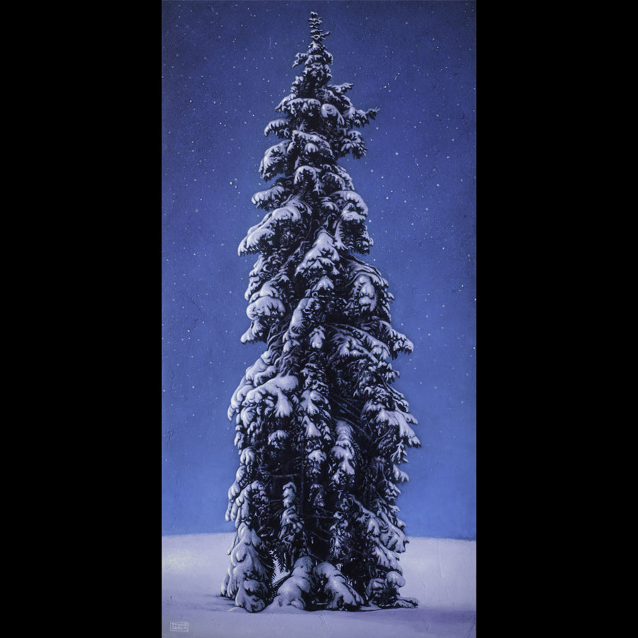 Pine Tree in Snow